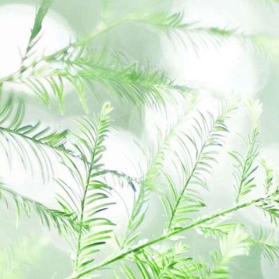 马沙与熊进化免费下载